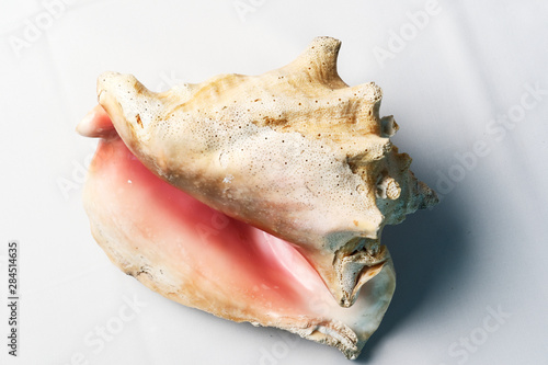 Detail of the Lobatus gigas, originally known as Strombus gigas, commonly known as the queen conch, is a species of large edible sea snail.