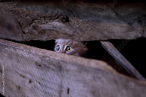 Young frightened cat hidden behind a wooden fence