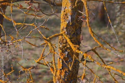 Yellow lichen on the bark of a tree. Tree trunk affected by lichen. Moss on a tree branch. Textured wood surface with lichens colony. Fungus ecosystem on trees bark. Common orange lichen.