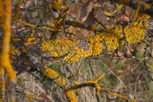 Yellow lichen on the bark of a tree. Tree trunk affected by lichen. Moss on a tree branch. Textured wood surface with lichens colony. Fungus ecosystem on trees bark. 
