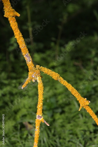 Yellow lichen on the bark of a tree. Tree trunk affected by lichen. Moss on a tree branch. Textured wood surface with lichens colony. Fungus ecosystem on trees bark. 