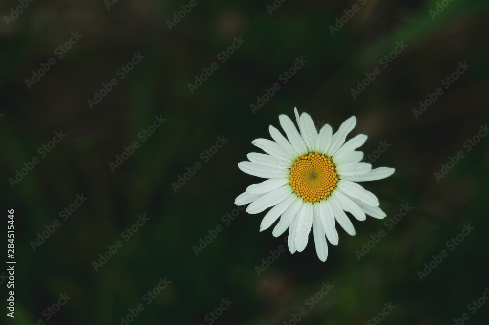 Chamomile close up. daisy flower in dark background Chamomile close up. daisy flower in dark background