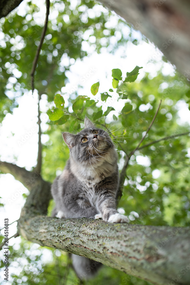 young blue tabby maine coon cat with white paws climbin on tree outdoors in nature on a summer day looking down curiously