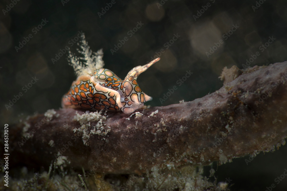 Obraz premium Psychedelic batwing slug (Sagaminopteron psychedelicum). Underwater macro photography from Romblon, Philippines