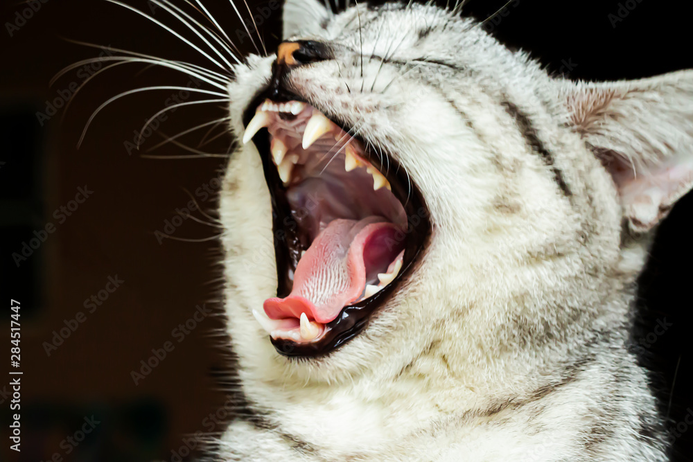 Obraz premium The gray cat has opened its mouth because of sleepiness.