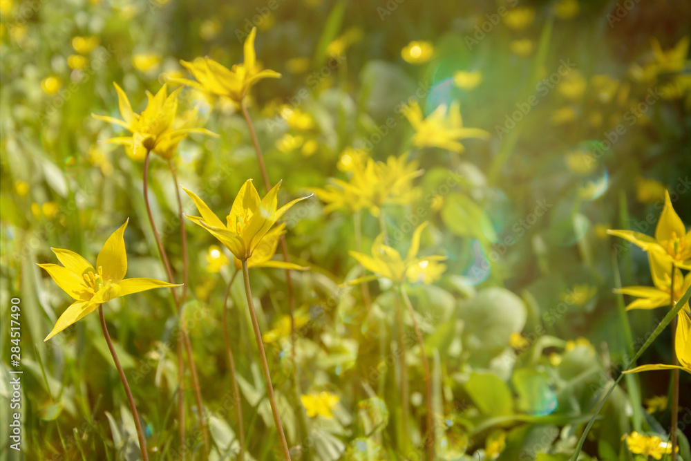 Spring floral romantic background of wild tulips. Wild yellow tulip bieberstein. Background image for postcards, web banner, desktop wallpaper. Spring floral romantic background of wild tulips. Wild yellow tulip bieberstein. Background image for postcards, web banner, desktop wallpaper.