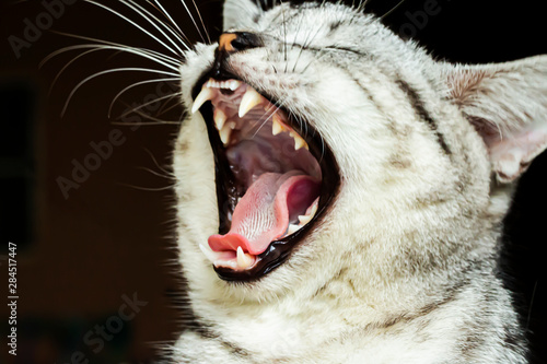 The gray cat has opened its mouth because of sleepiness.