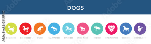 dogs concept 10 colorful icons