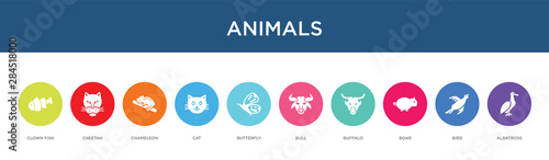 animals concept 10 colorful icons