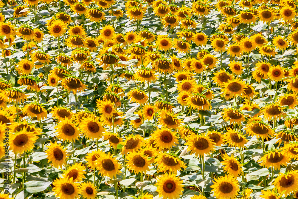 beautiful colorful sunflower field in the Tuscany beautiful colorful sunflower field in the Tuscany