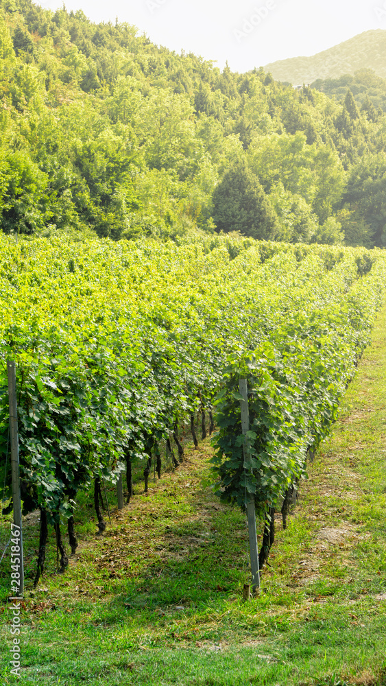 Naklejka premium Grape plantations of the Krasnodar Territory