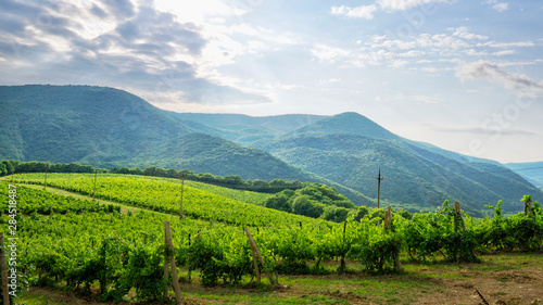 Photos Vineyards from the wine regions of southern Russia