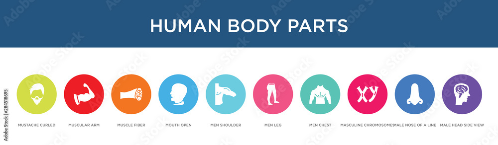 human body parts concept 10 colorful icons human body parts concept 10 colorful icons