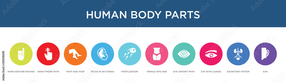 human body parts concept 10 colorful icons