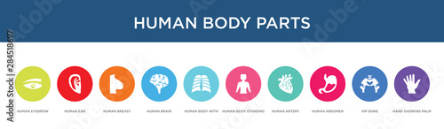 human body parts concept 10 colorful icons