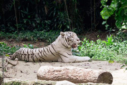 Fototapeta Naklejka Na Ścianę i Meble -  White tiger in the Singapore Zoo