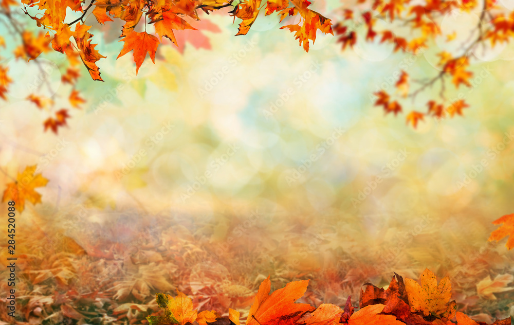Hãy ngắm nhìn bức ảnh về bàn gỗ với nền lá mùa thu cam để cảm nhận không khí se lạnh và ấm áp của mùa thu. Được trang trí bởi những chiếc lá cam rực rỡ, bàn gỗ này sẽ trở thành một điểm nhấn hoàn hảo cho không gian của bạn.