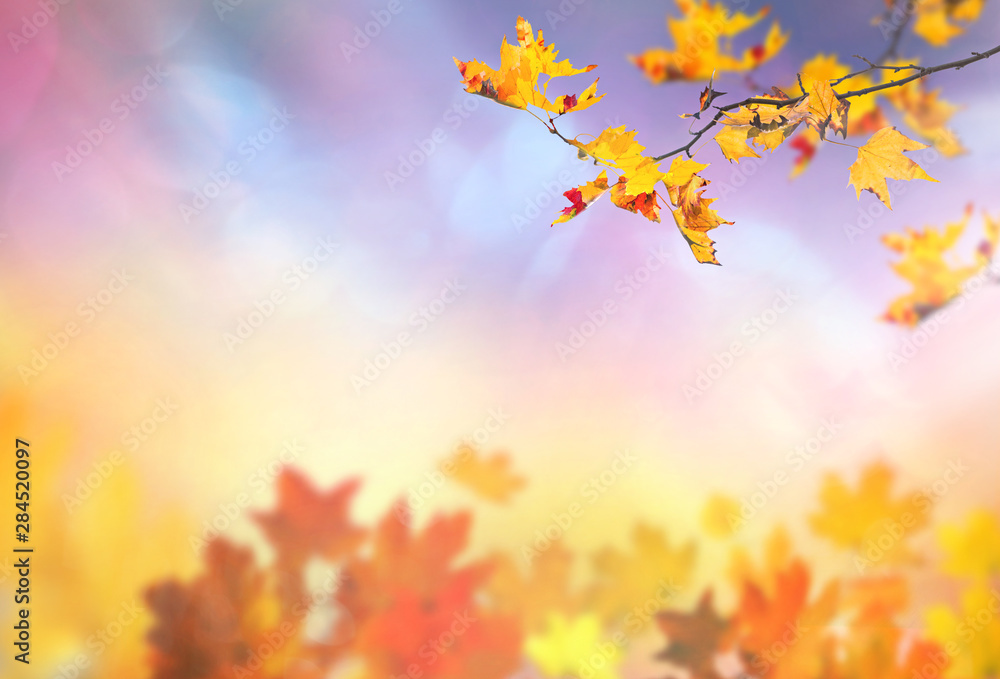 Obraz premium an autumn leaves background