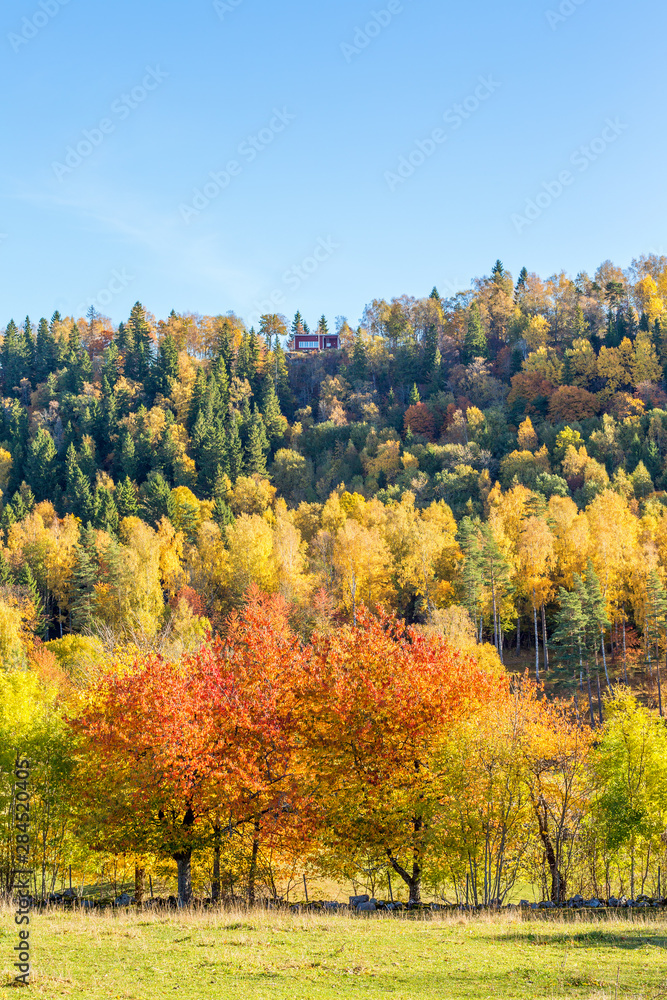 Deciduous forest on a mountain side with autumn colors