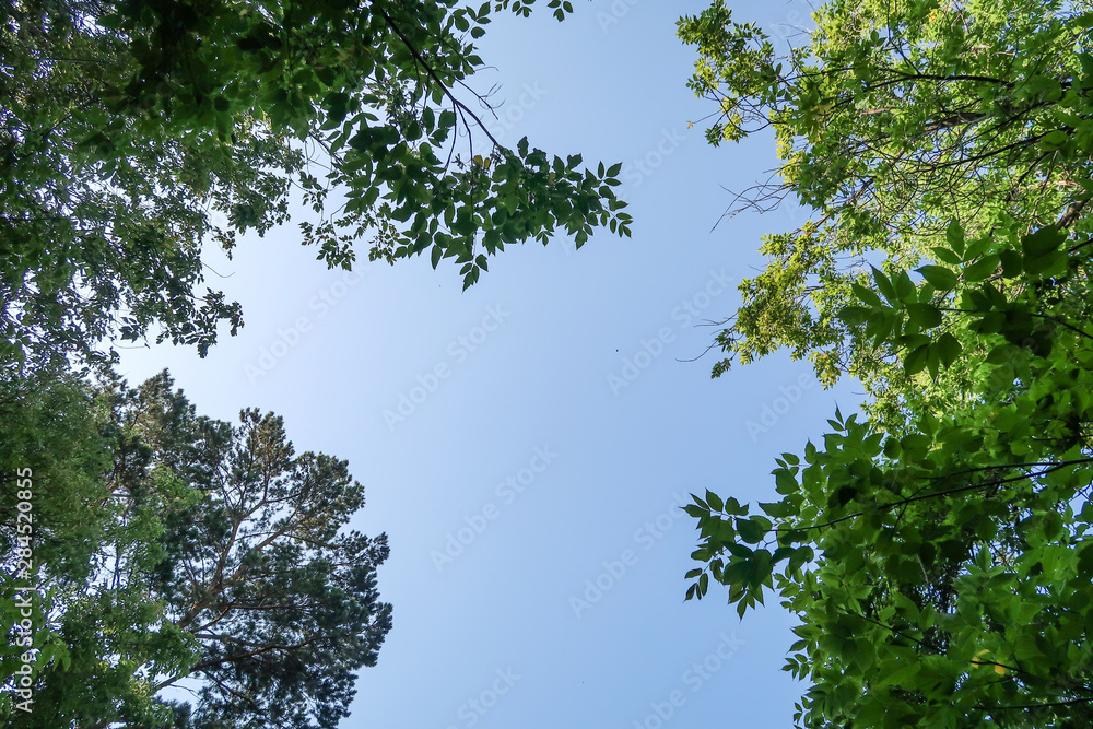 Green tree branches against the blue sky. Tree view from the bottom to the sky. Green tree branches against the blue sky. Tree view from the bottom to the sky.