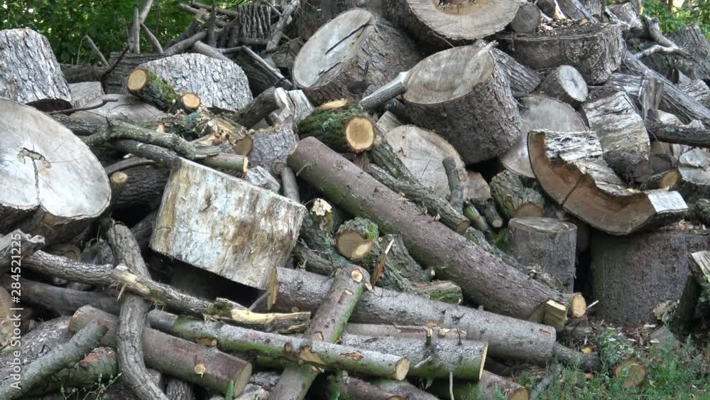 Pile of wood logs on the edge of the forest Pile of wood logs on the edge of the forest