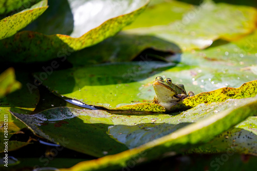 Green pond frog sitting on a leaf