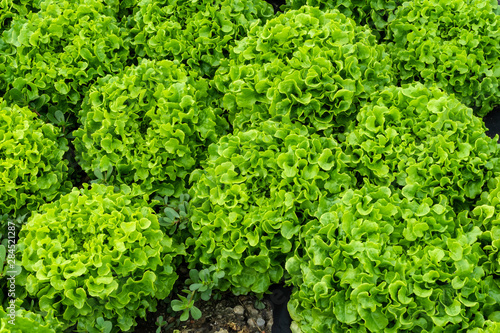 Grüner Eichblattsalat photo