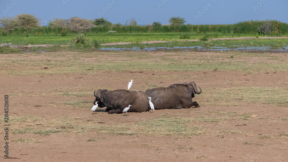  buffalos in the Manyara reserve in Tanzania, lying with western cattle egrets cleaning their skin 