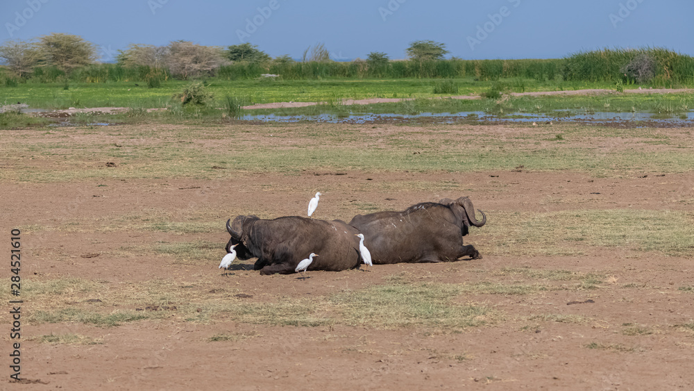 buffalos in the Manyara reserve in Tanzania, lying with western cattle egrets cleaning their skin buffalos in the Manyara reserve in Tanzania, lying with western cattle egrets cleaning their skin