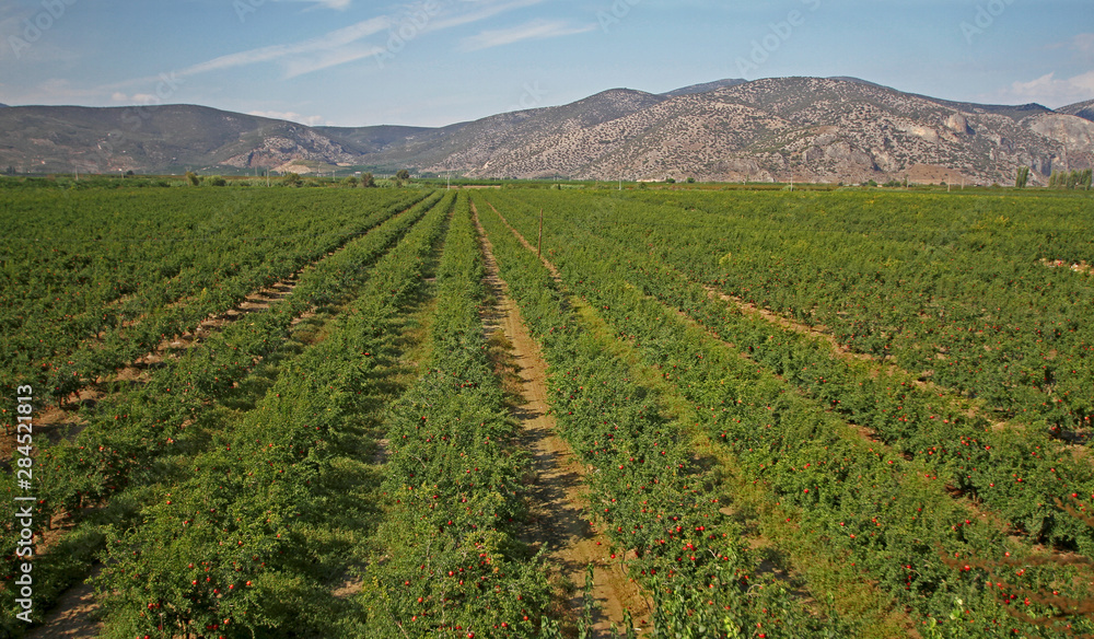 pomegranate trees