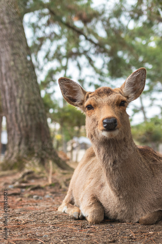 Friendly and cute Sika deer in Nara Park, Japan © Szabolcs