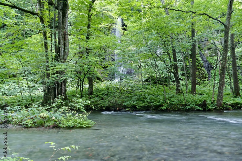 Obraz premium 《奥入瀬渓流》青森県十和田市
