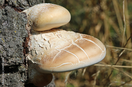 Birch polypore bracket fungus on birch tree photo