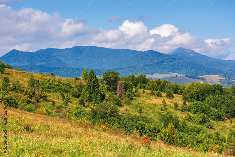 wonderful autumn mountain landscape. pikui peak of watershed ridge beneath clouds. trees on grassy rolling hills. wonderful carpathian countryside on a sunny day of september.