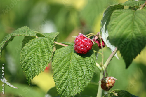 Raspberry fruits and leaves