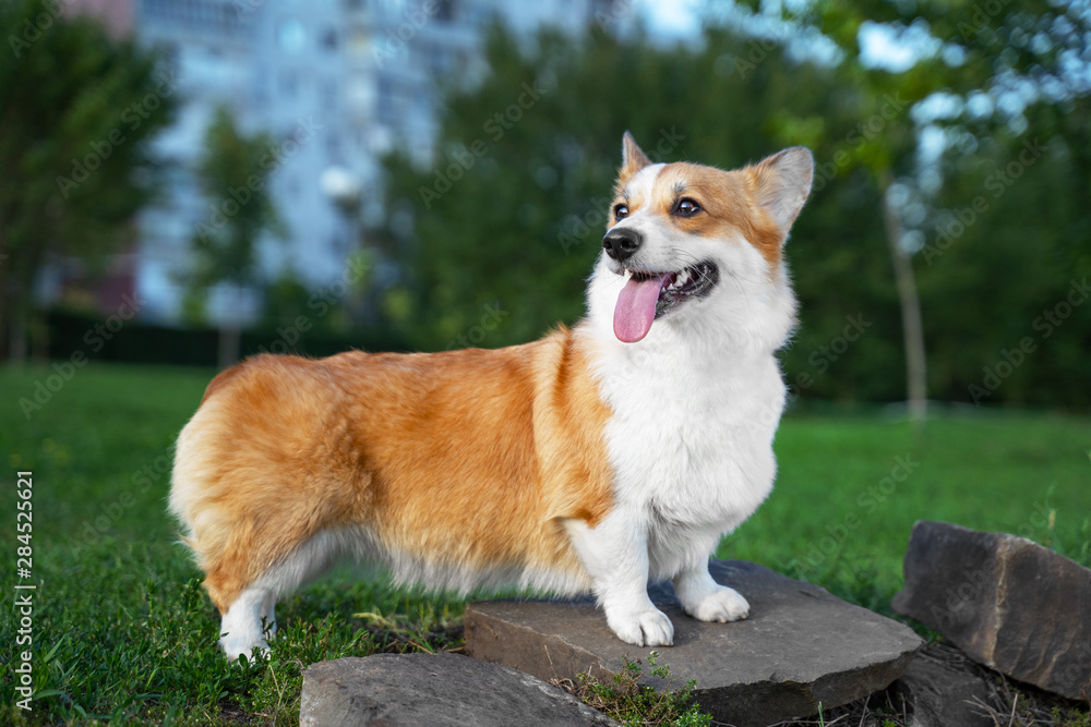 portrait happy and active purebred Welsh Corgi dog outdoors in the park on a sunny summer day. portrait happy and active purebred Welsh Corgi dog outdoors in the park on a sunny summer day.