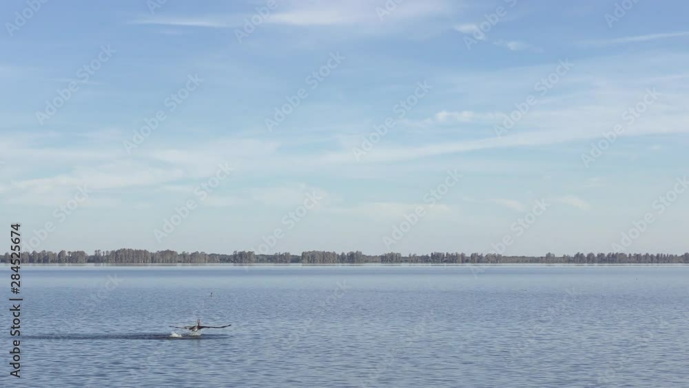 Brown Pelican fishing in Florida lake Brown Pelican fishing in Florida lake