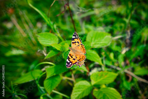 Vanessa Cardui butterfly on a pink flower