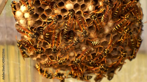 Dangerous large swarm of vicious wild wasps creeps in honeycombs