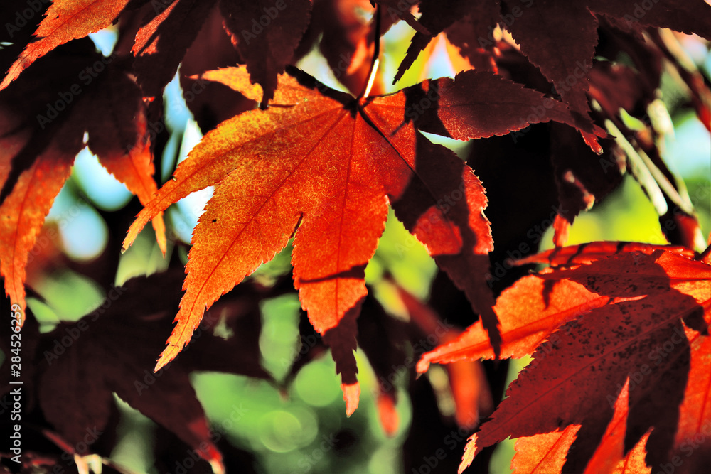 Obraz premium Blätter im Herbst