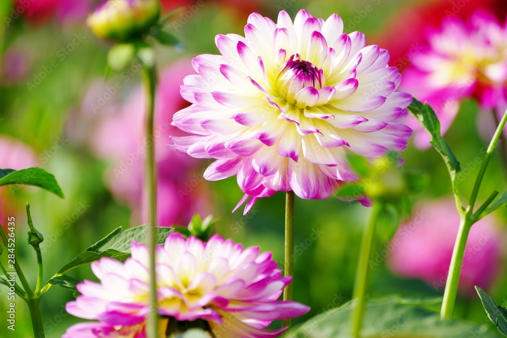 Obraz premium 《国際ダリア園》秋田県秋田市