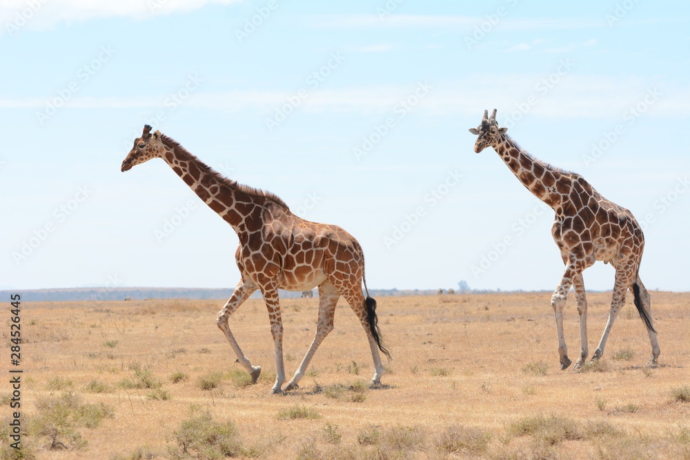 Obraz premium Giraffes in Kenya