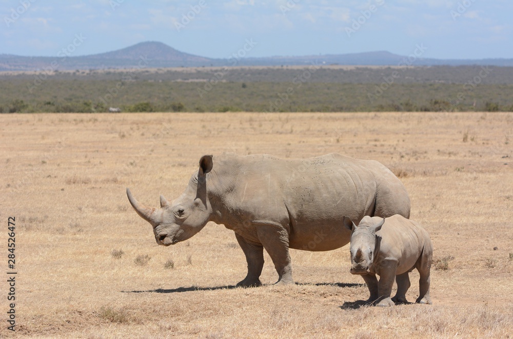 Rhino family