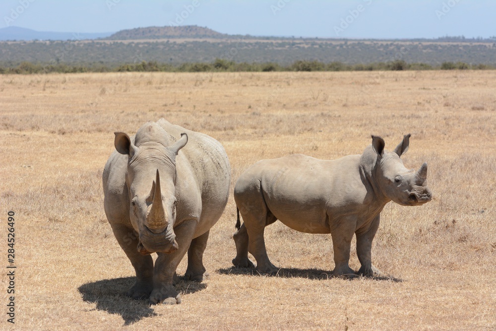 Fototapeta premium rhinos in Kenya