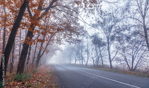 Foggy autumn road. Fall trees with orange and red leaves. Nature background. © volff