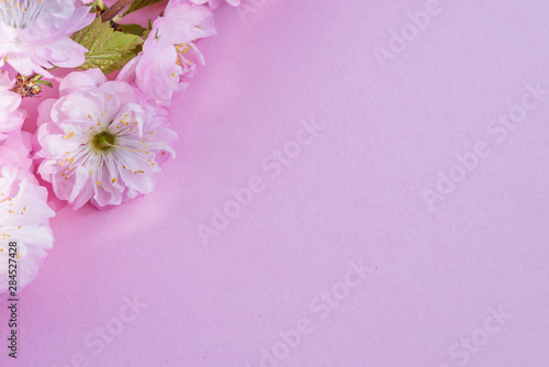 Violet paper blank and beautiful flowers of almond plant on it.