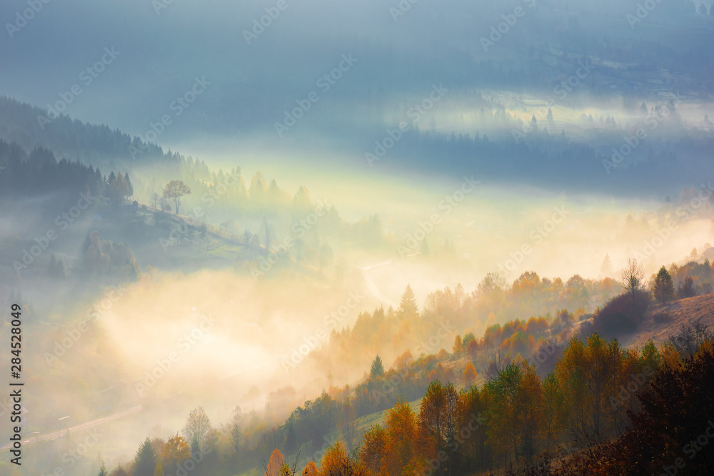 Obraz premium glowing fog in the morning. beautiful scenery of nature phenomenon in autumn at sunrise. trees on the hill in fall colors. majestic view from the top of a mountain