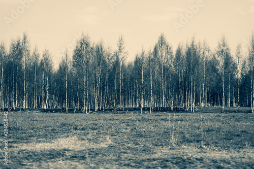 Field and the forest with birch trees nature background