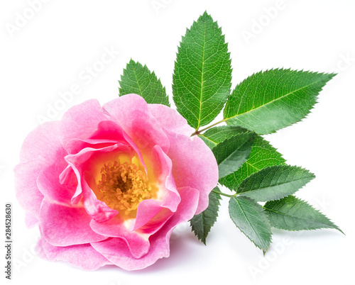Bild auf Leinwand Rose-hips or wild rose berries isolated on a white background.