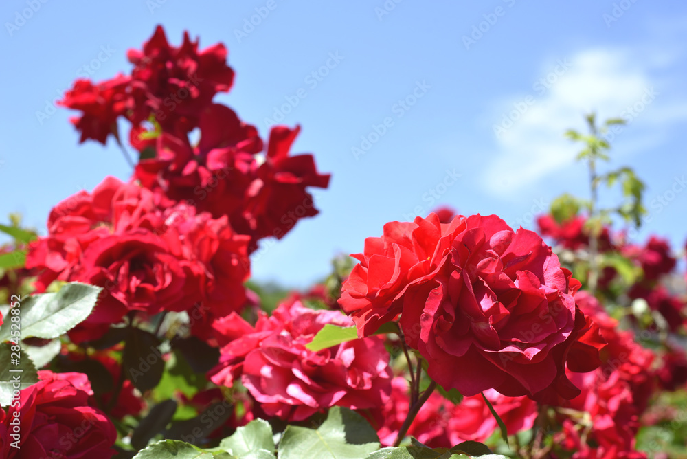 pink roses in the garden. Coral rose flower blooming in the park. blue sky, background. pink roses in the garden. Coral rose flower blooming in the park. blue sky, background.